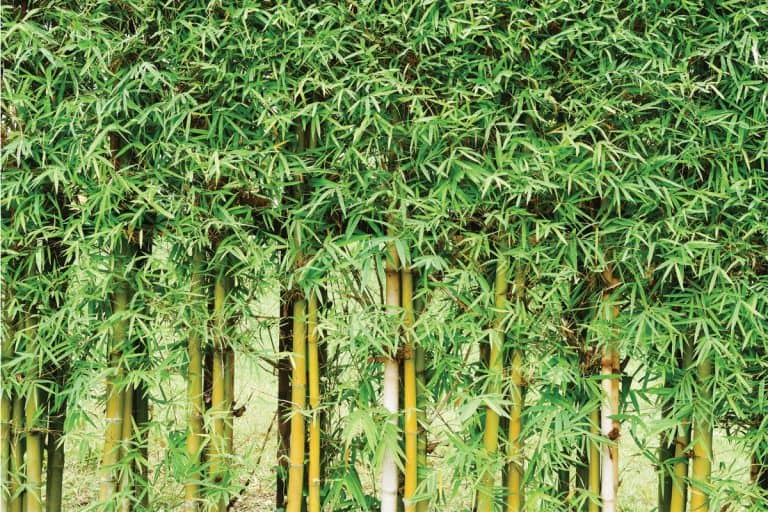 bamboo fence, 9 Best Natural Fences For Your Backyard