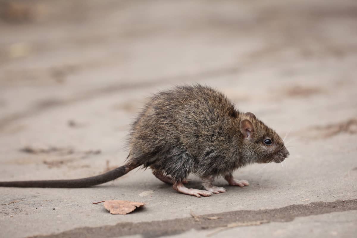 gray rat on the pavement waiting