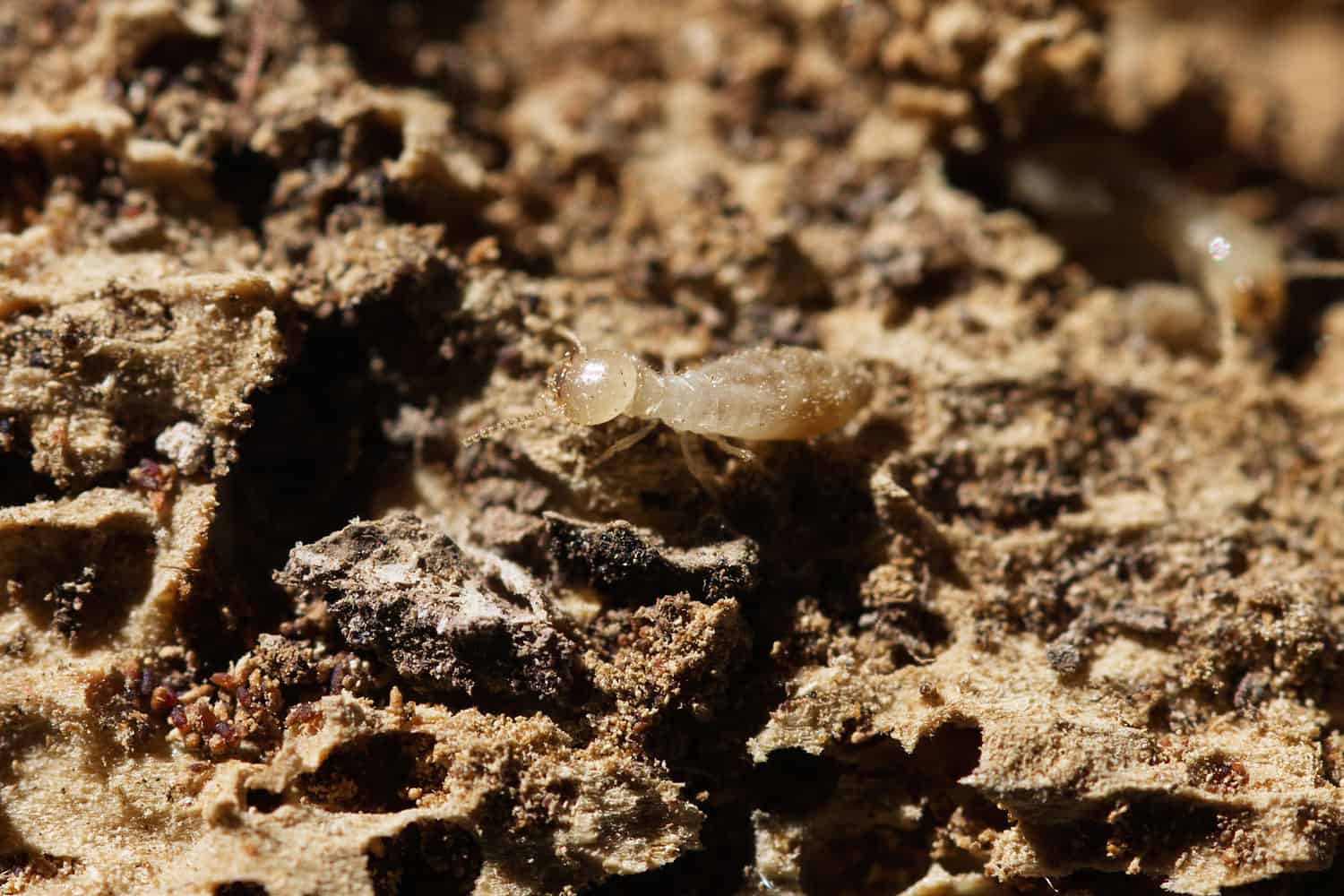 A dry wood termite walking on the dirt