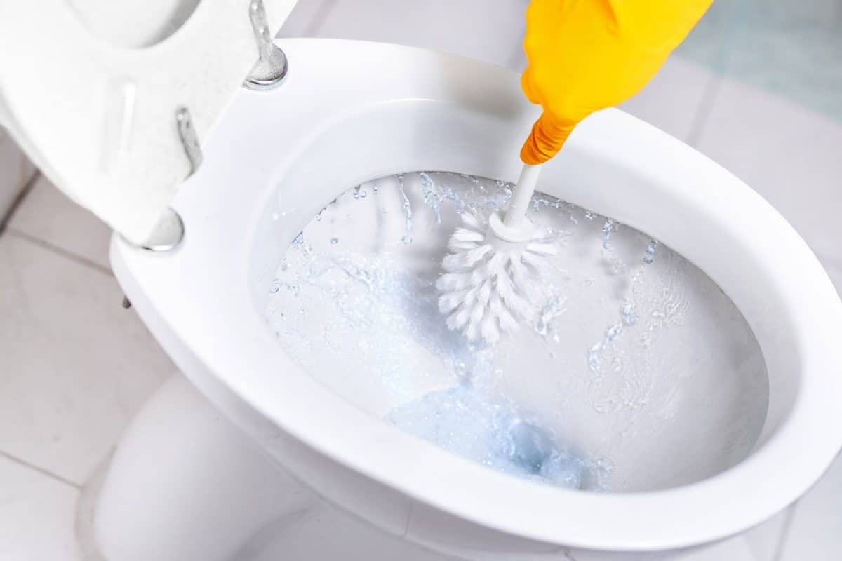 Close-up toilet bowl with brush and blue water