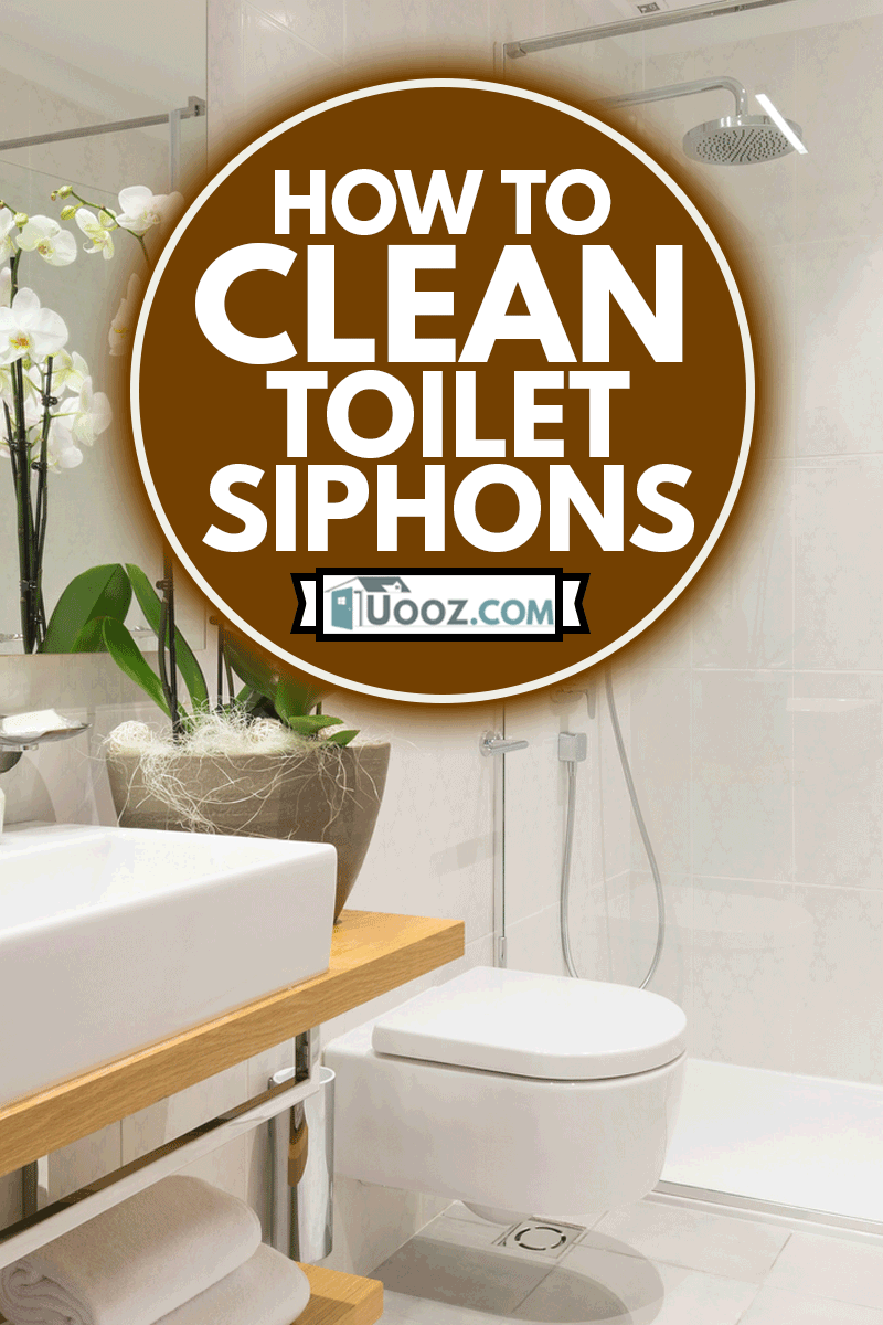 Interior of a modern bathroom with toilet, How To Clean Toilet Siphons