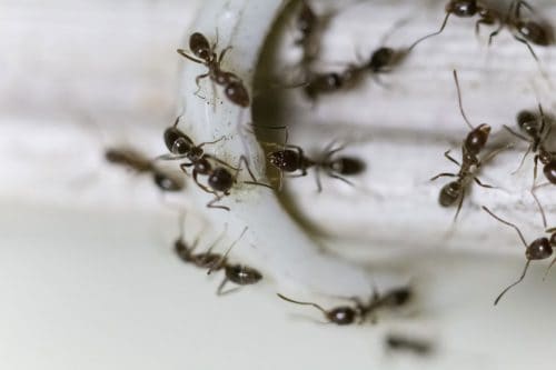 Read more about the article Do Bug Bombs Kill Ants?