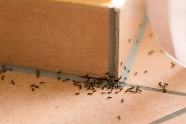 Ants crawling inside of home on the floor, How Long Does It Take For A Bug Bomb To Work?