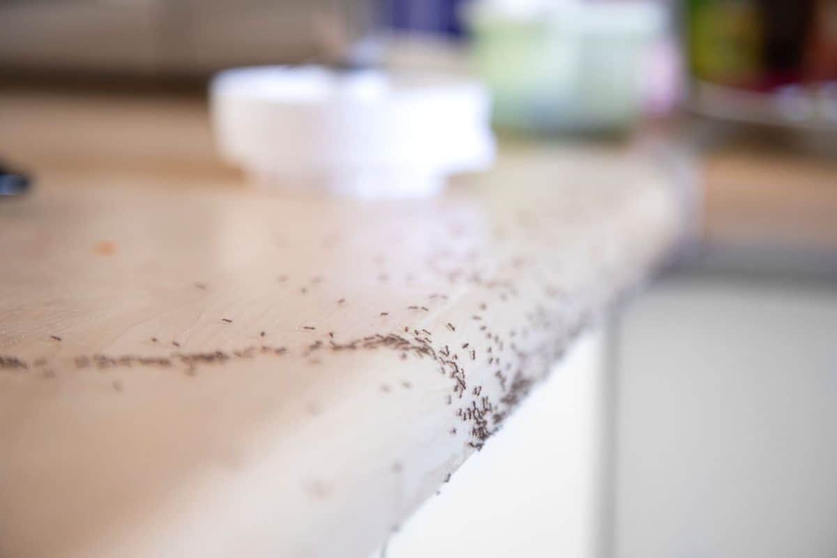Small ants crawling on the kitchen countertop