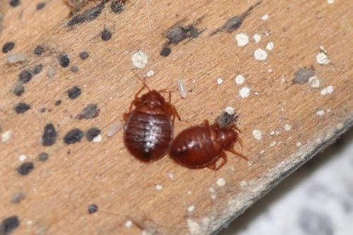 Read more about the article Can Bed Bugs Hide In Or Under Hardwood Flooring?