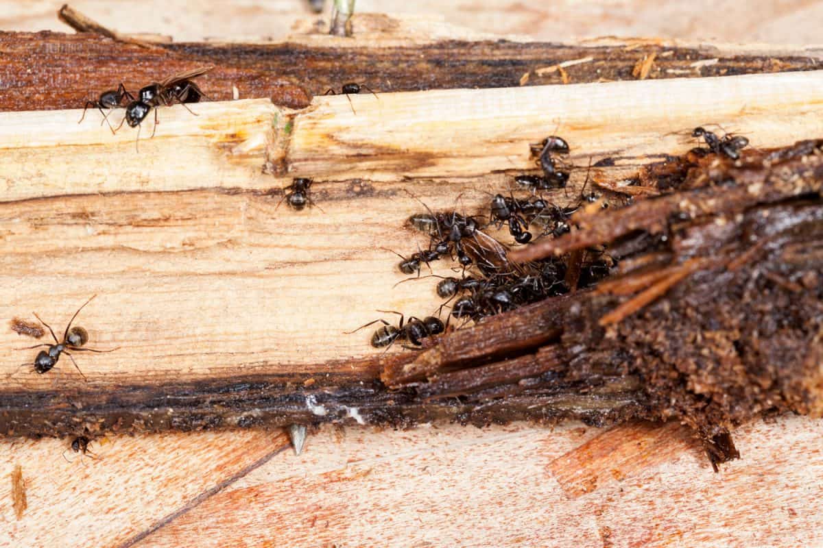 Carpenter ants eating away rotten wood