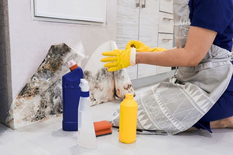 Housekeepers Hand With Glove Cleaning Mold From Wall With Sponge And Spray Bottle cleaning the basement, How To Bug Bomb A Basement [A Complete Guide]