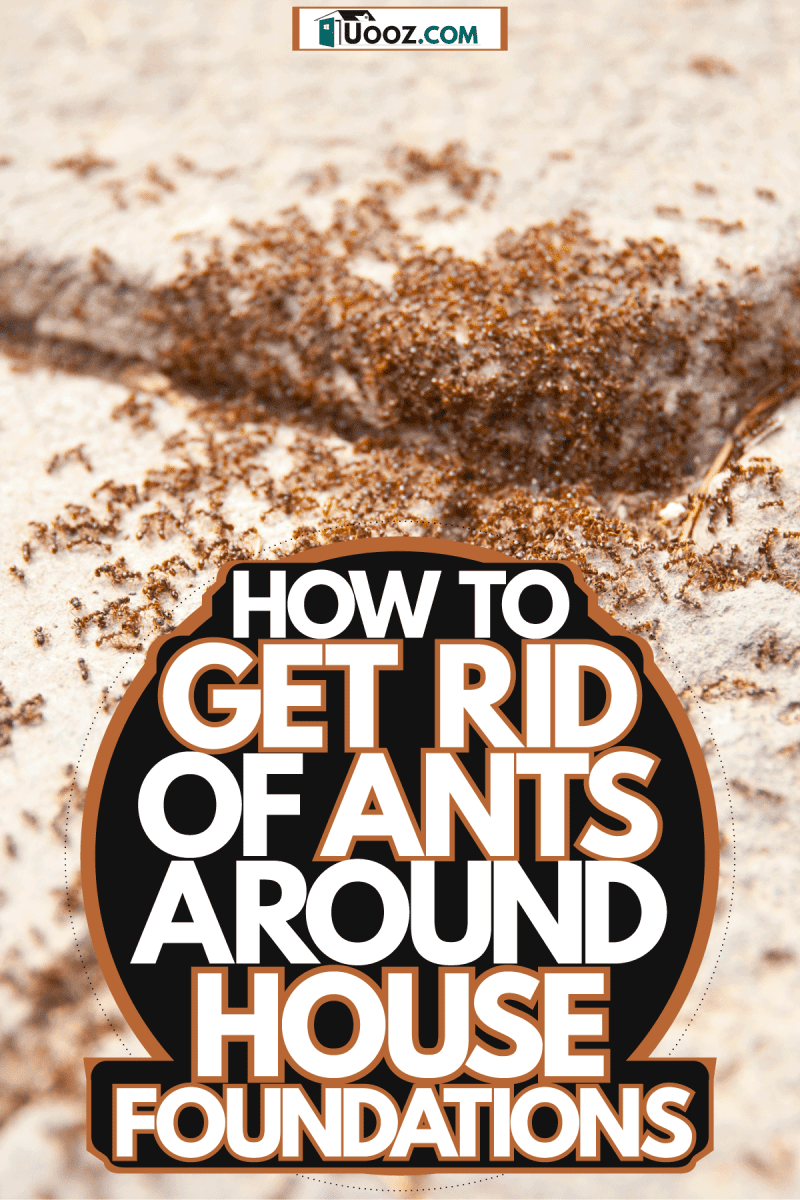 A colony of ants crawling out of the foundation, How To Get Rid Of Ants Around House Foundations