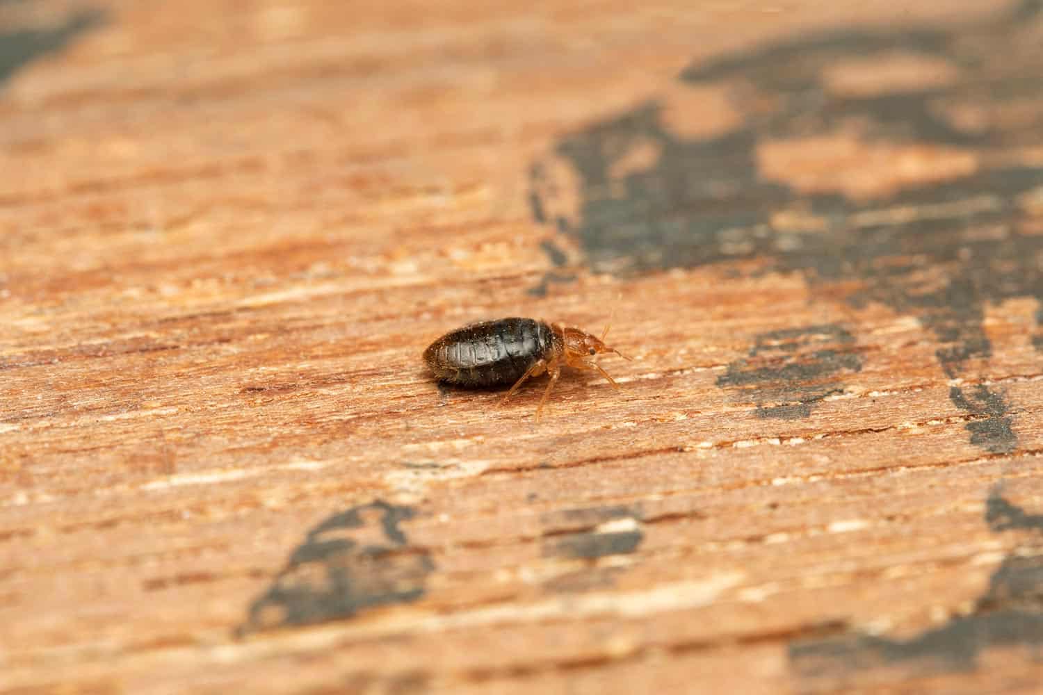 Can Bed Bugs Hide In Or Under Hardwood, Can Bed Bugs Live In Hardwood Floors