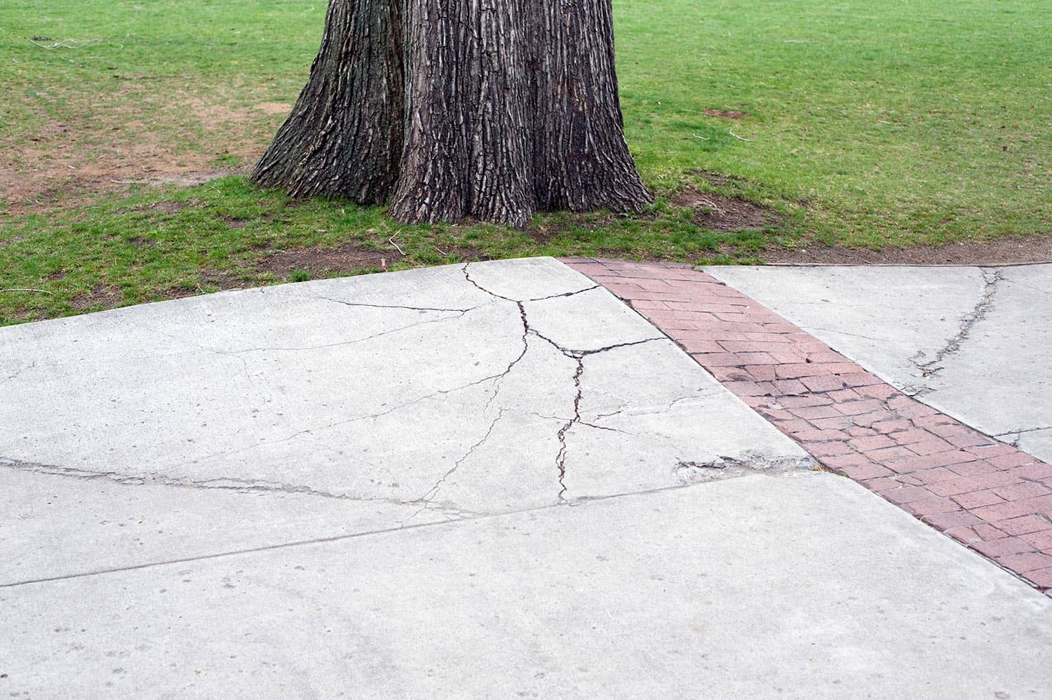A concrete walkway is cracked and lifted up by the roots of a growing tree