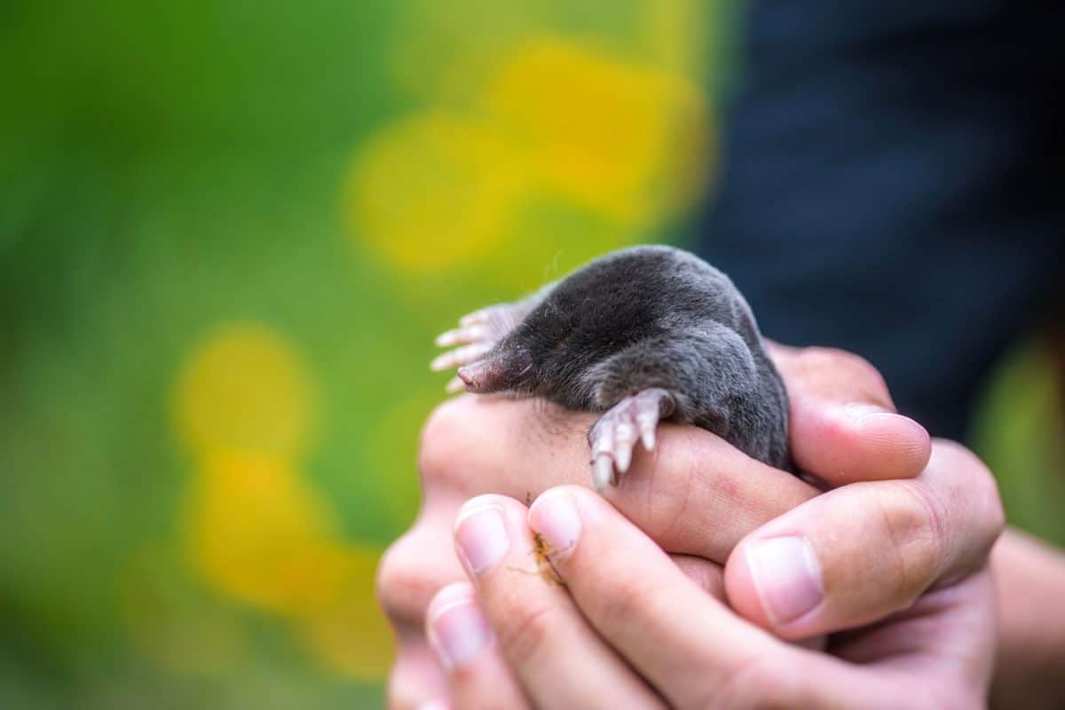 A man holding a small mole in his hands