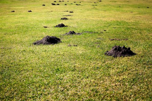 Read more about the article Can Moles Ruin My House Foundation? [Including 5 Methods To Rid & Deter Moles]