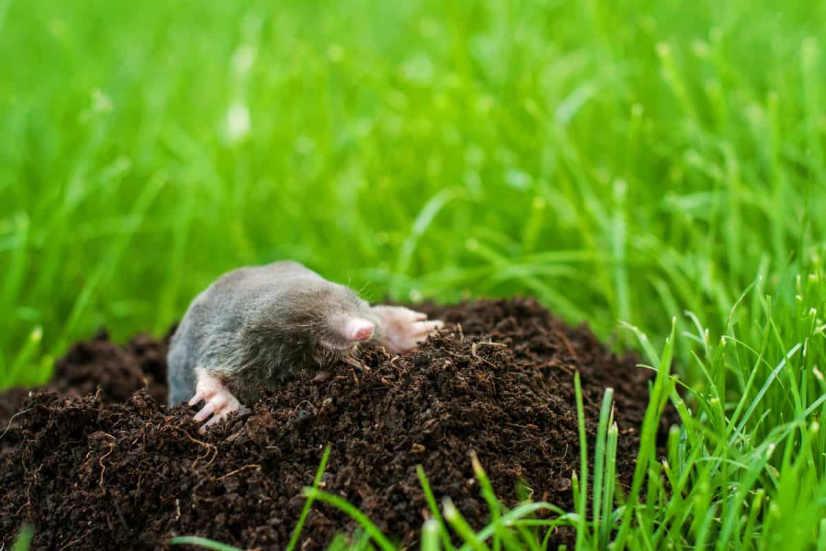 A small mole digging out from the underground