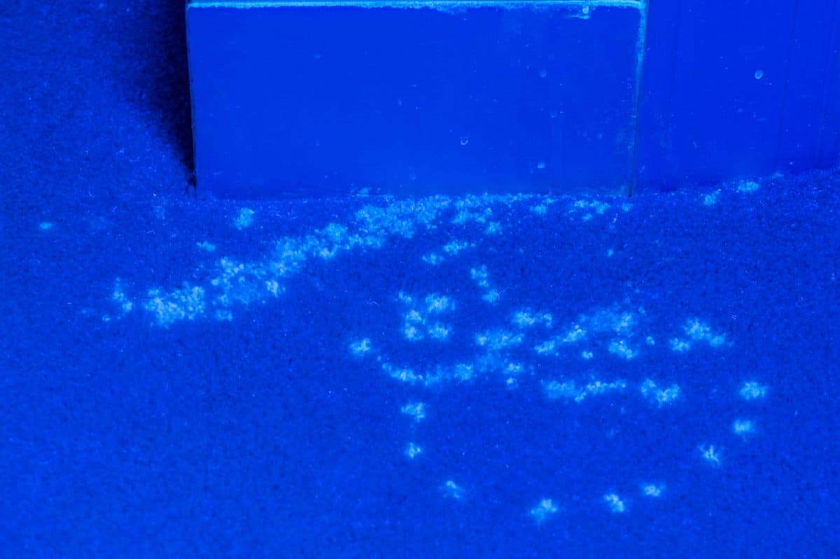 Blue ultra violet light illuminates many stains from pet urine