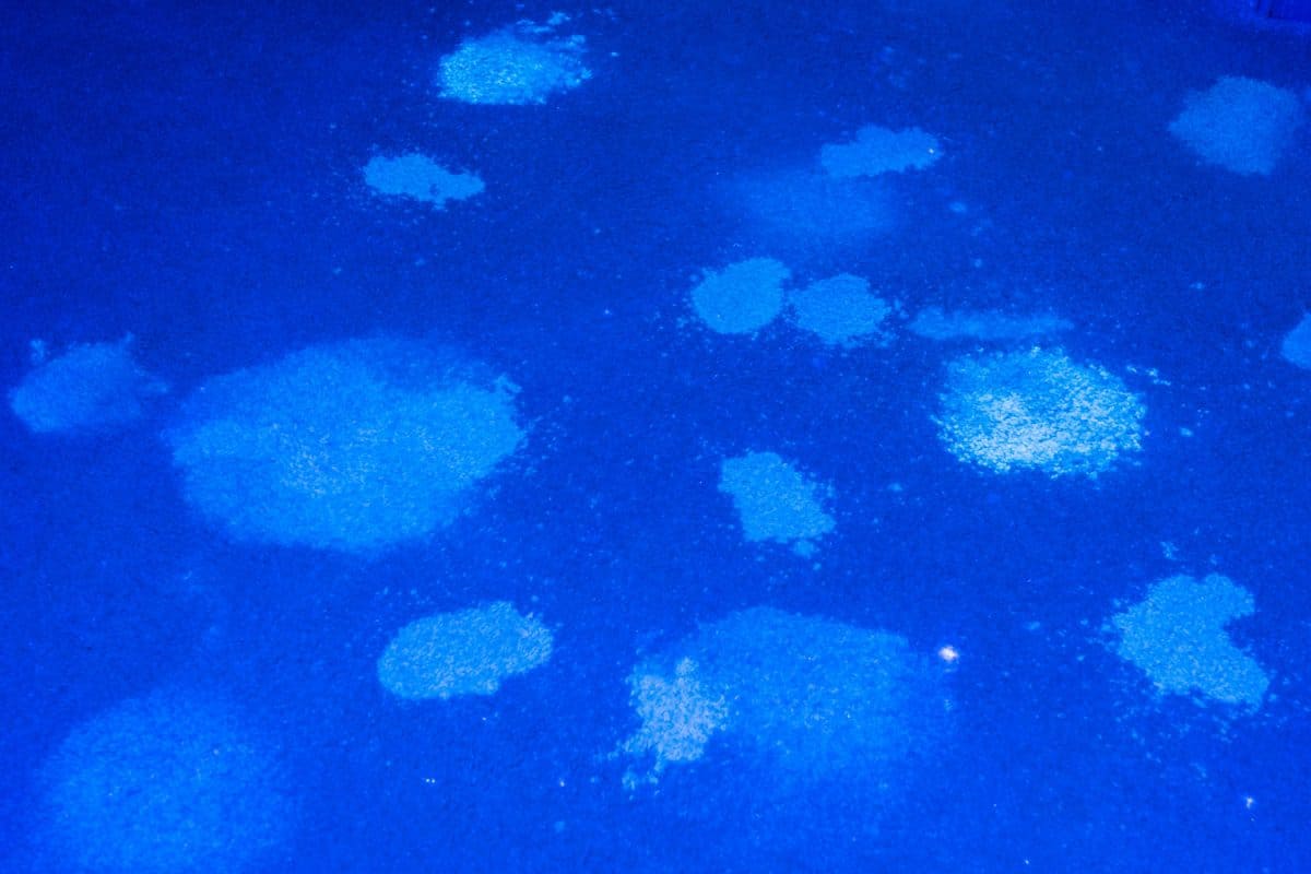 Blue ultra violet light illuminates many stains from pet urine on a carpet in home, What Will A Black Light Show On Carpet?