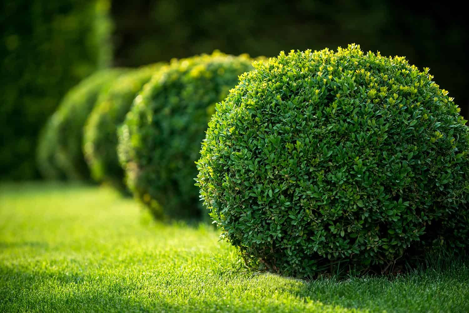 Boxwood bushes round shape