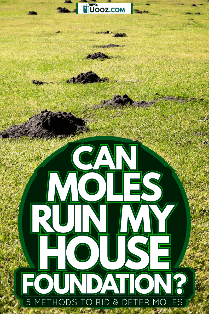 Pesky plague of mole hills at the golf course field, Can Moles Ruin My House Foundation? [Including 5 Methods To Rid & Deter Moles]