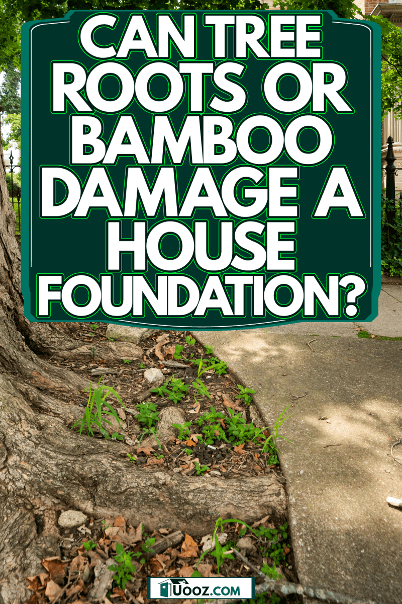 Tree roots damaging the pavement sidewalk, Can Tree Roots Or Bamboo Damage A House Foundation?