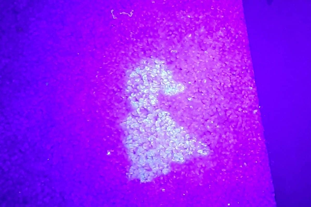 Urine stain on carpet under a black light