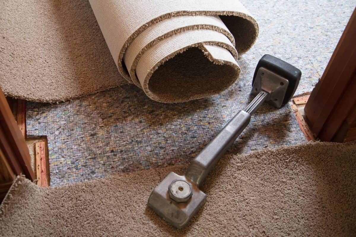 A metal knee kicker used in laying out new brown carpet
