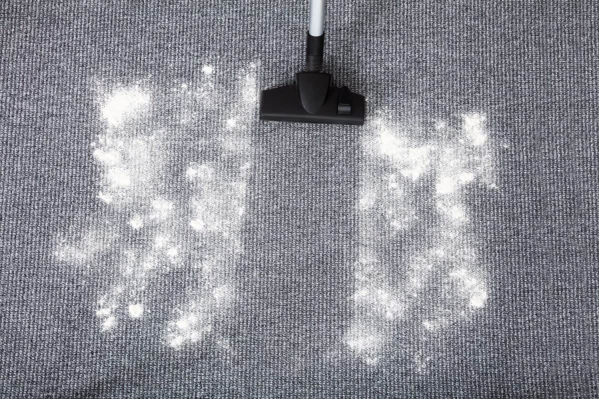 Carpet sprayed with carpet powder being cleaned using a vacuum