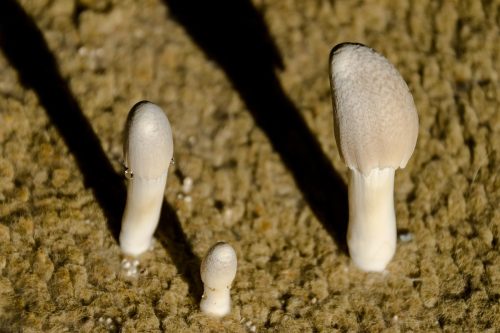 Read more about the article Mushrooms Growing In Carpet – What To Do?