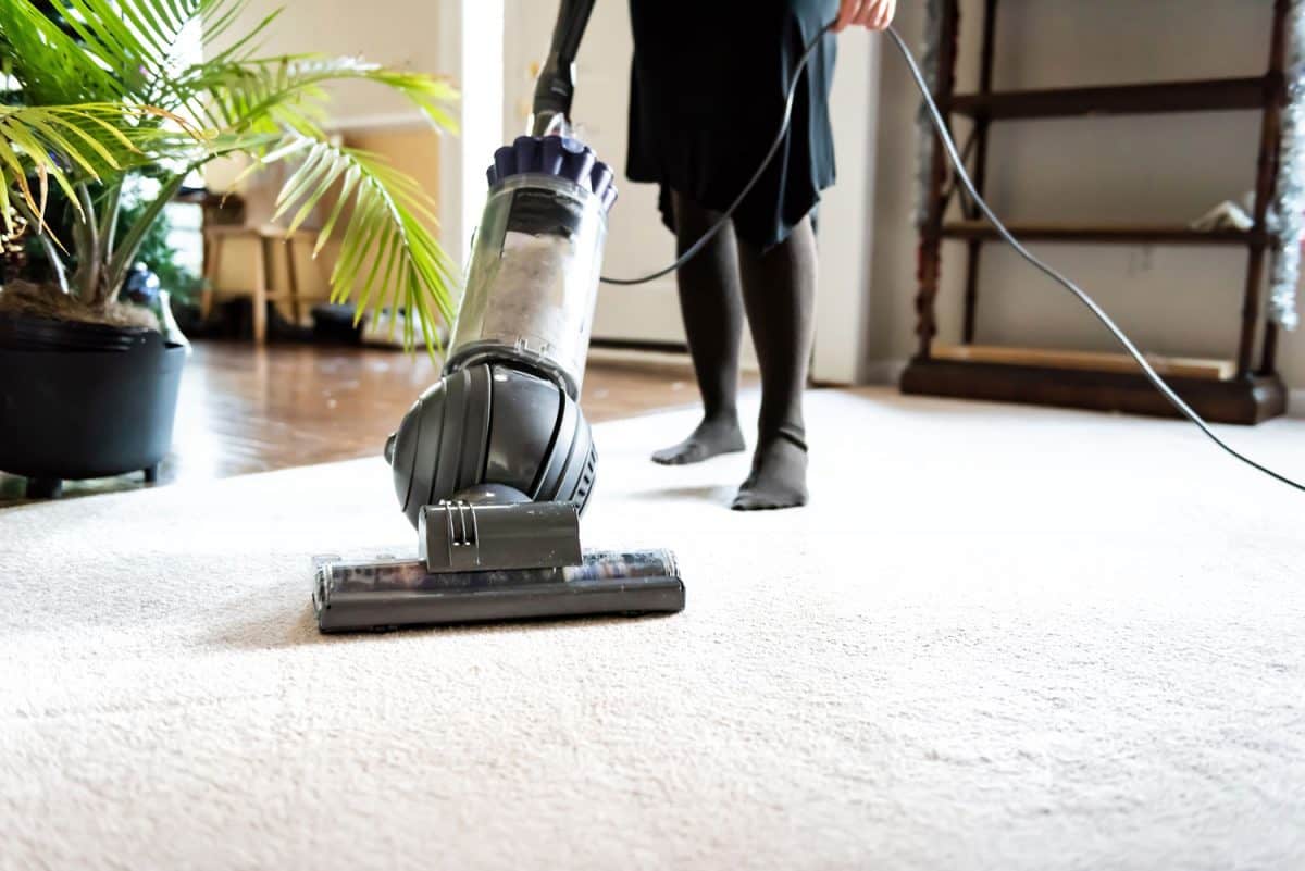 Closeup of woman, female doing cleaning at home with vacuum cleaner showing head, brush on carpet floor, green plants, shelves, furniture