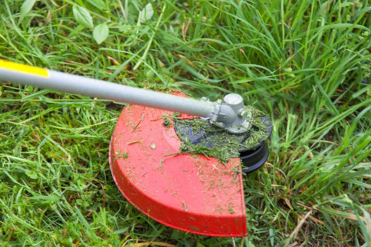 Grass debris scattered on the weed trimmer