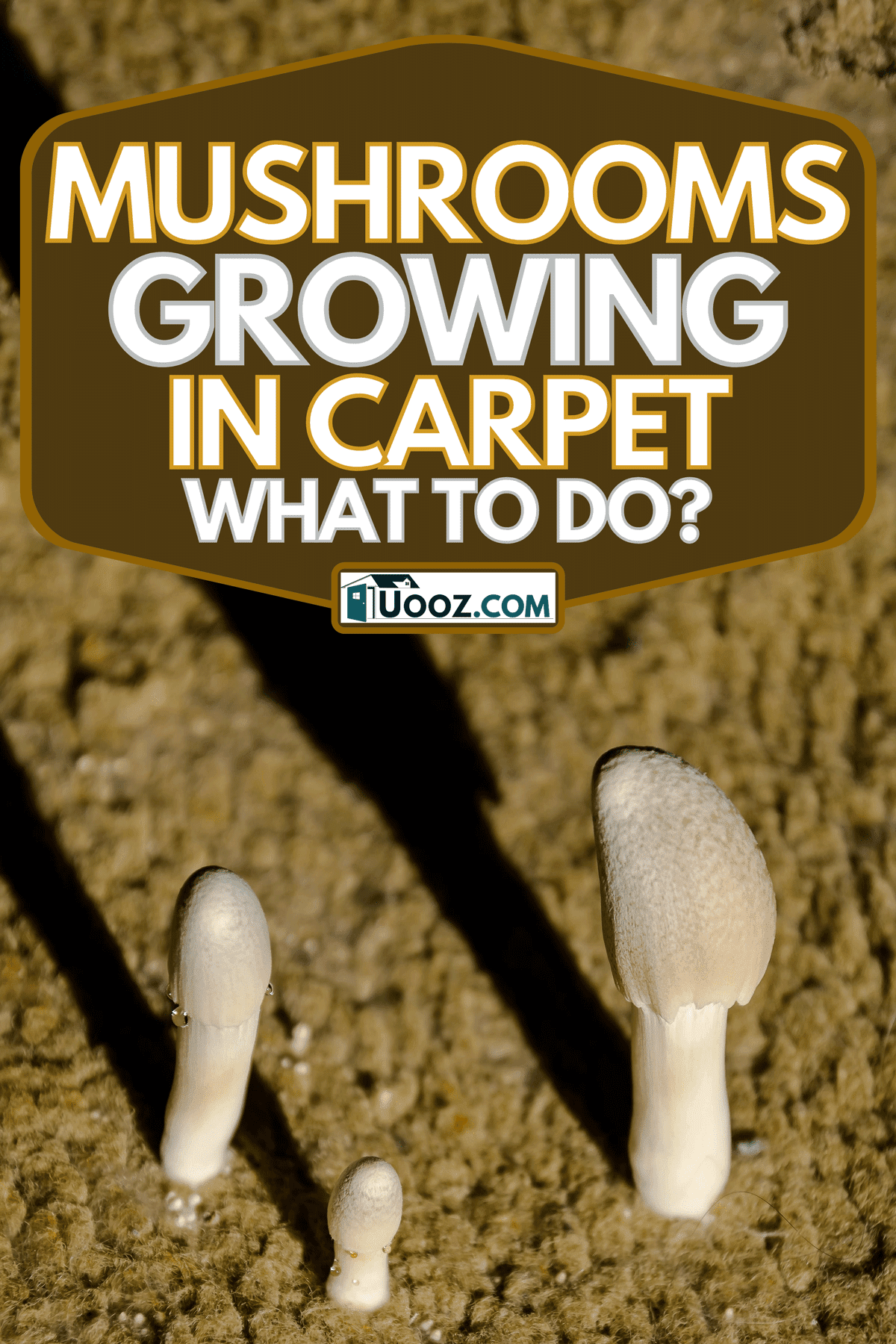 A coprinus mushrooms hatched on a carpet, Mushrooms Growing In Carpet - What To Do?