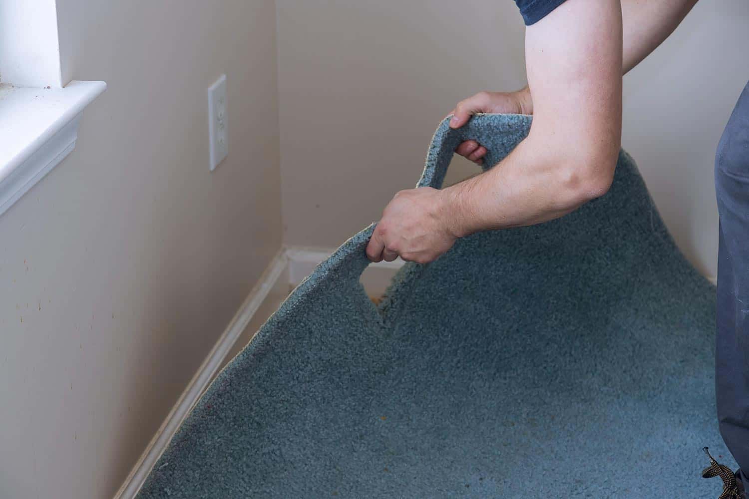 Professional worker removing a carpet for renovation works in a living room