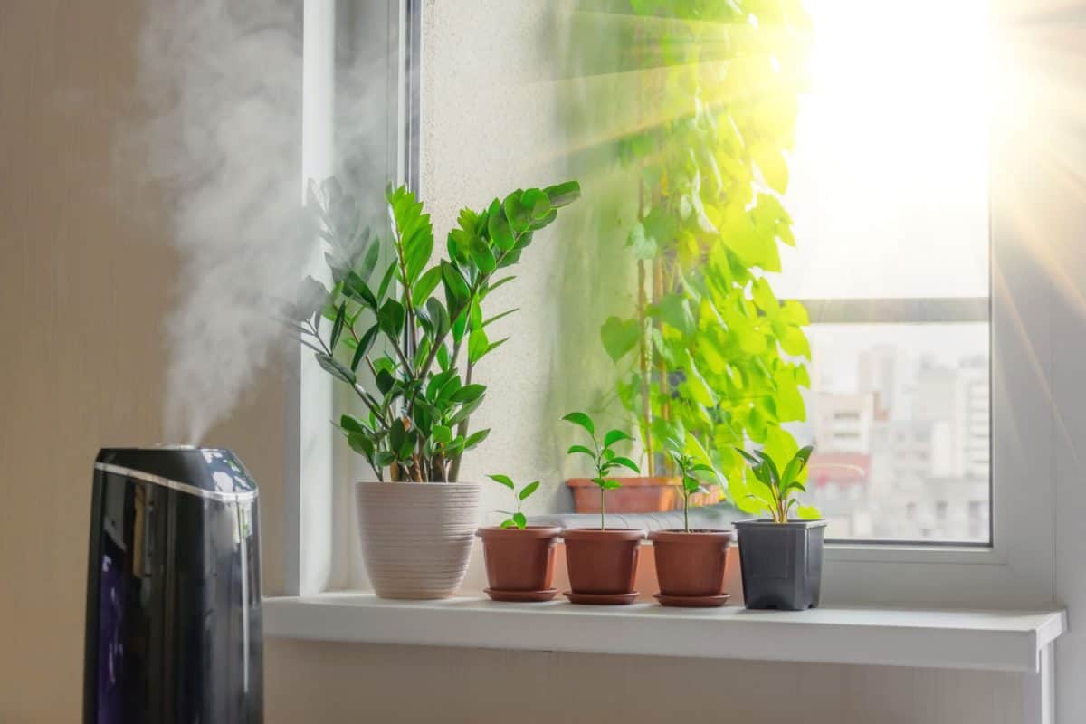 Indoor decorative and deciduous plants on the windowsill in an apartment