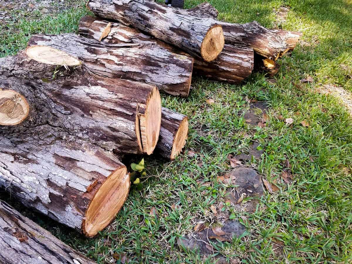 Oak tree logs ready to be cut into firewood