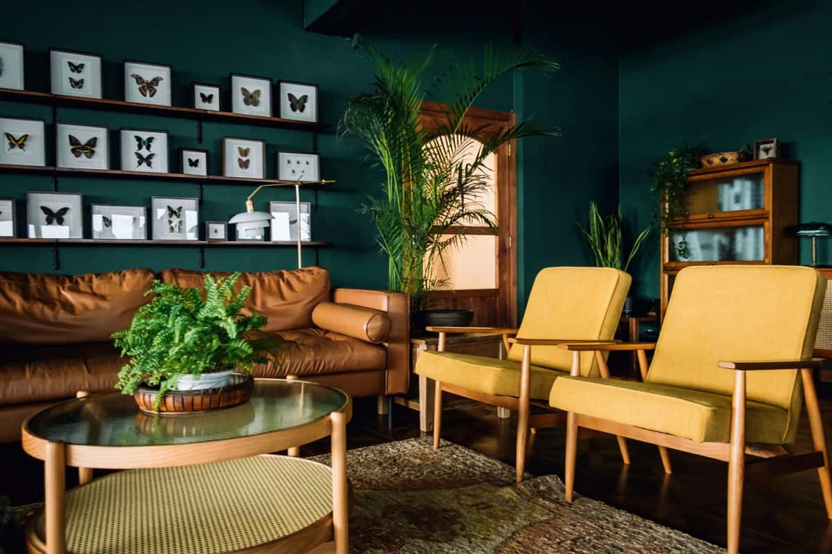 Wooden upholstered chairs with leather sofa inside a dark green living room with plants