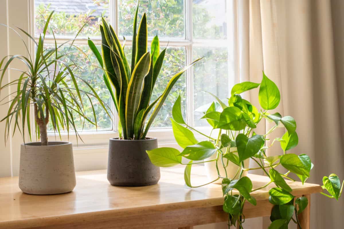 Different varieties of plants placed on the window sill