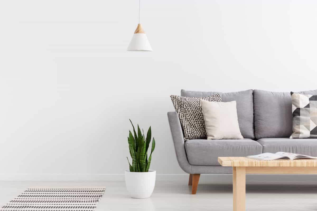 Gray couch with patterned throw pillows and a snake plant on the side inside a white living area