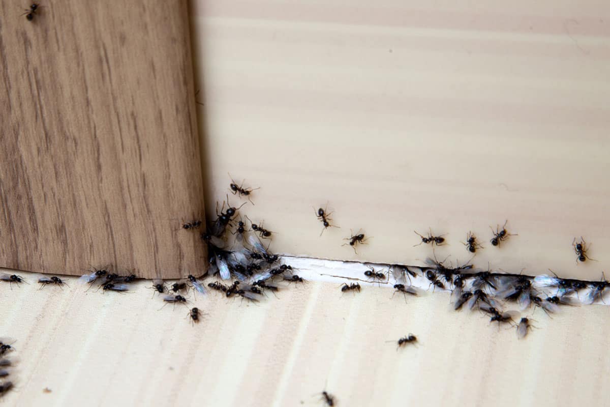 Ant and termites in an edge of a trim or wall