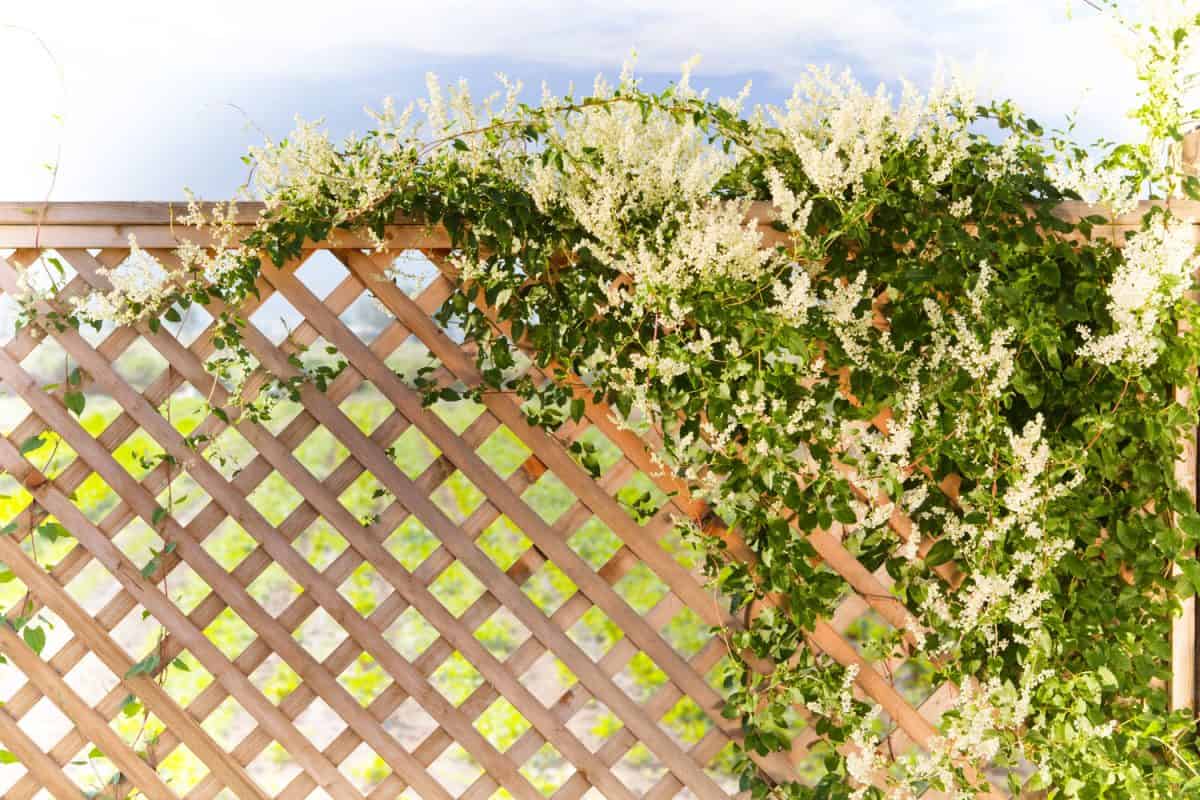 Garden lattice with flowering vines crawling on it