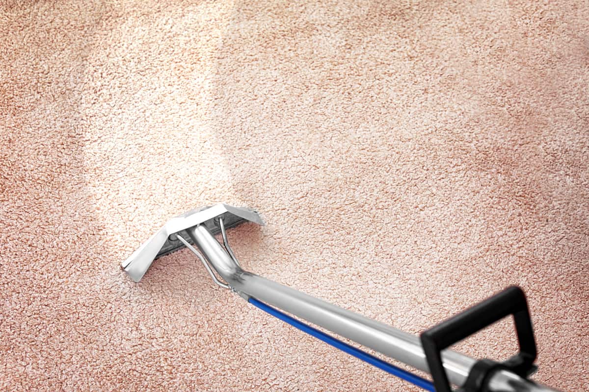 Cleaning the pink carpet using a steam cleaner
