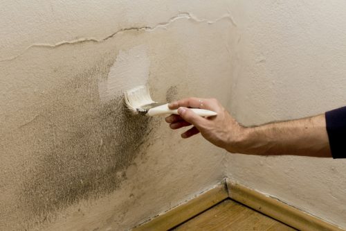 Read more about the article Can You Put Drylok Over Mold?