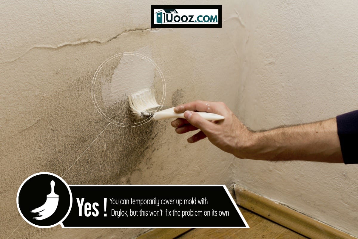 Painting the wall with protective material, to protect it from the mold -Can You Put Drylok Over Mold