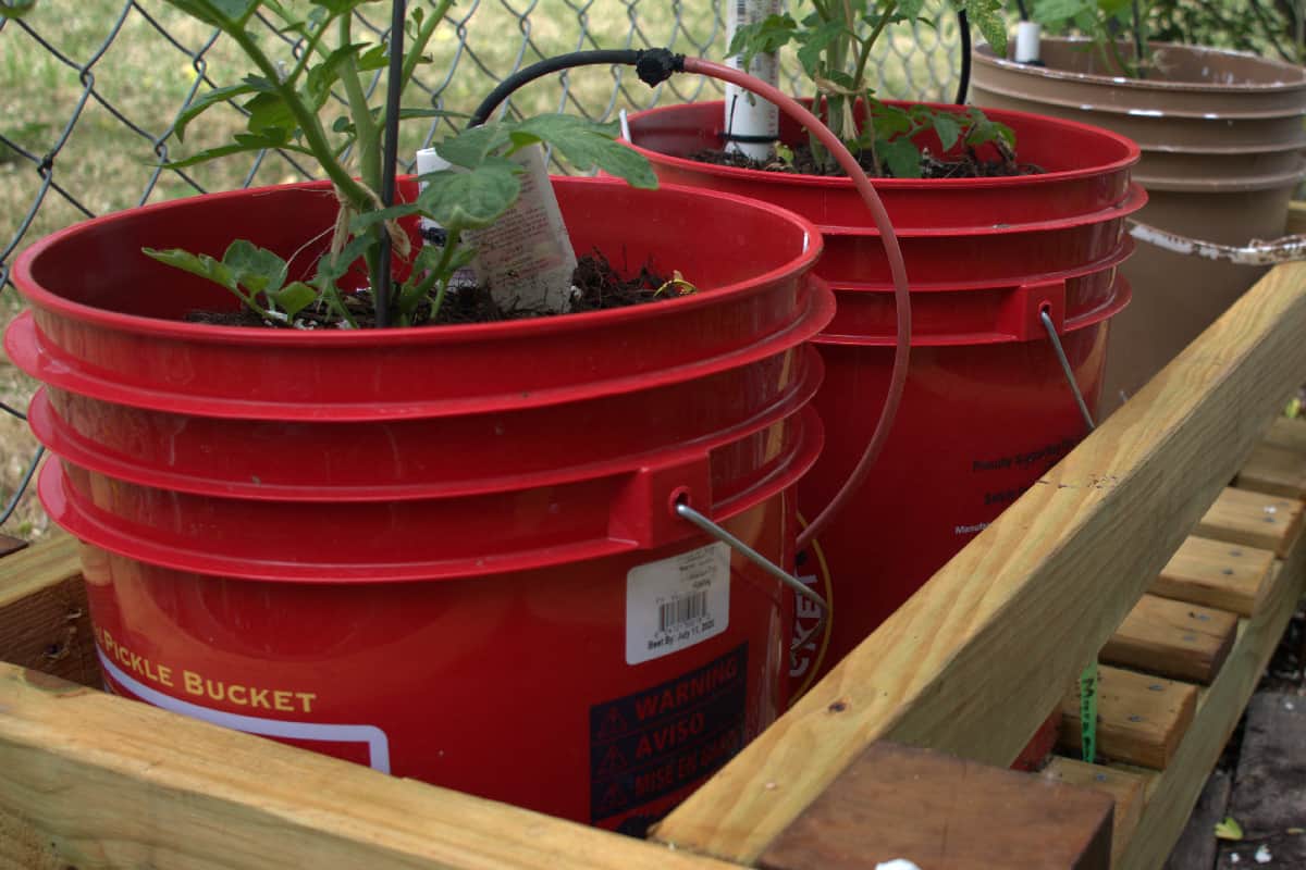 San Marzano tomato bucket brigade