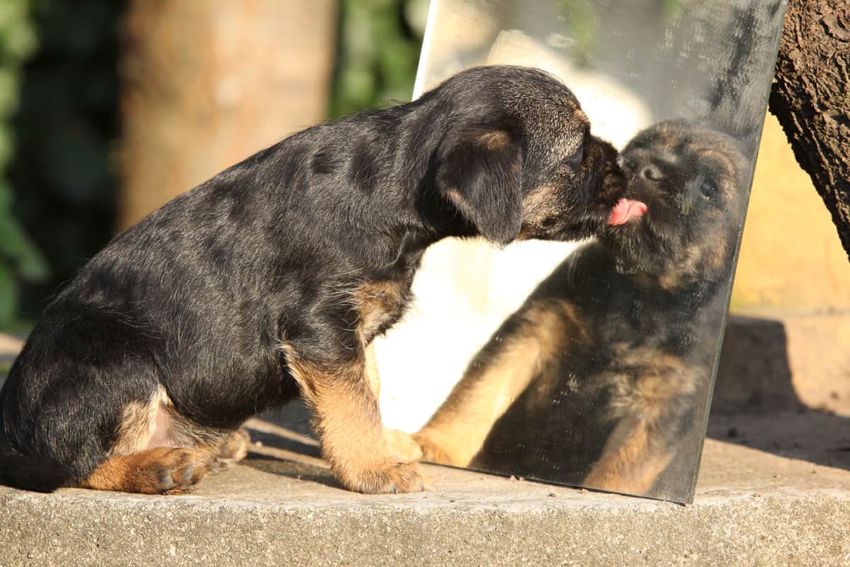 photo of a cute healthy puppy licking a big mirror on the outside on the garden