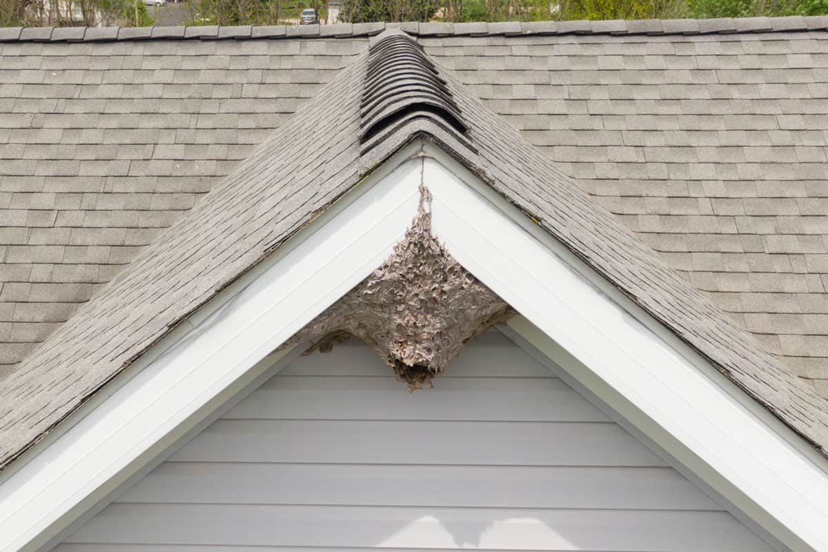 Aerial Drone Picture of a Paper Wasp Nest Under A Roof Peak of a Residential Home