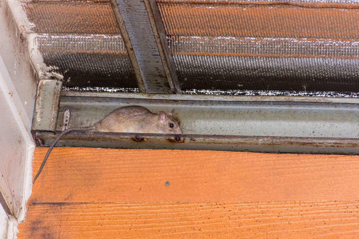 Brown house rat run on c-beam or c light lip channel steel under metal sheet roof tile