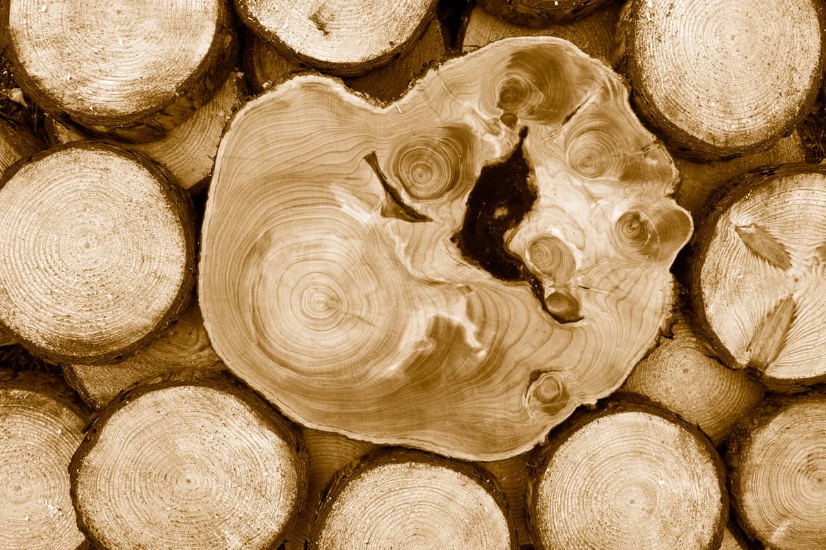 closeup of sawed pine and cypress wood, duo-tone image.