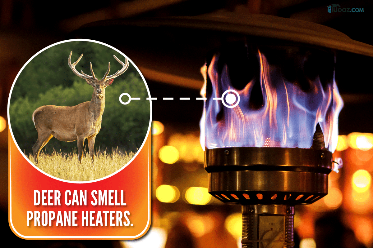propane room heater for cold cozy nights on the woods, Can Deer Smell Propane Heaters?