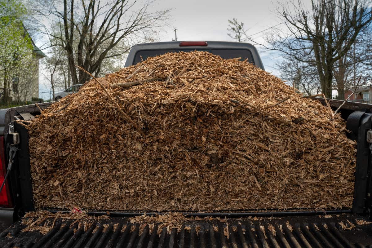 Wood chips in the back of a truck